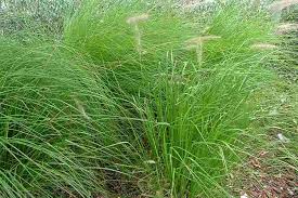 Image result for Cenchrus trisetus