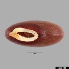 Image result for Abrus melanospermus