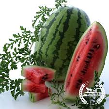 Maybe you would like to learn more about one of these? Bush Jubilee Watermelon Heirloom Vegetable Seeds Sustainable Seed Sustainable Seed Company
