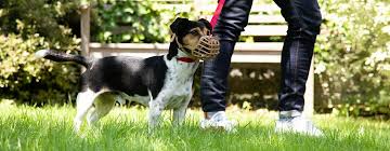 Puppies hit the teenage stage anywhere between 4 and 9 months of age (depending on breed and size). How To Stop Aggressive Dog Behaviour Purina
