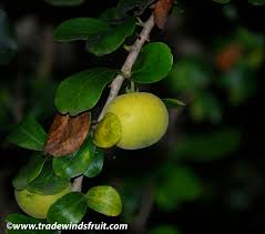 Image result for Dovyalis zeyheri