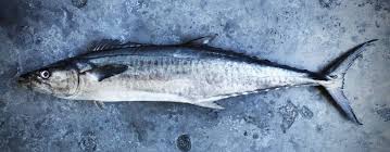 Maybe you would like to learn more about one of these? Ikan Tenggiri Taksonomi Morfologi Sifat Habitat Sebaran Manfaat