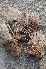 How To Grow And Care For Zebra Grass
