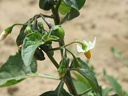 Image result for Solanum memphiticum
