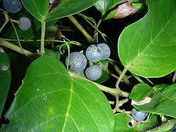 Image result for Cissus cucumerifolia