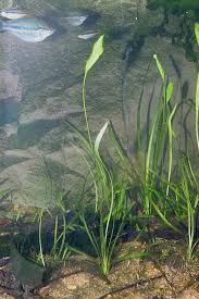 Image result for Butomopsis