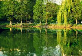 Cina cea de taină între doi „grei ai momentului, printre lebedele din ior. Parc De Aventura Bucuresti Blog Edezvoltator Ro