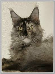 pin auf maine coon black torty smoke