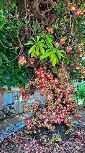 Maybe you would like to learn more about one of these? Couroupita Guianensis Wikipedia