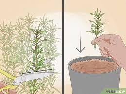 Image result for rosemary pruning
