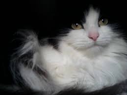 Black And White Ragdoll Cat Price Fluffy White Cats For Sale Hd Cats Wallpaper Hd White Cats Cats For Sale Beautiful Cats
