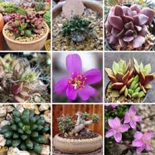 Image result for Anacampseros subnuda