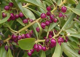 Image result for Myoporum laetum