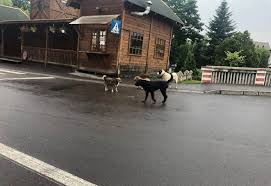 Primăria Covasna Incepe Capturarea Cainilor Fără Stăpan Locuitorii Orașului Impărțiți In Două Tabere We Radio Sfantu Gheorghe