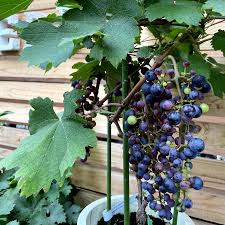 葡萄 苗木 販売 店