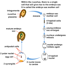 Pin On Biology Revision