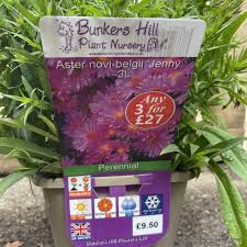 Image result for Asters `Jenny