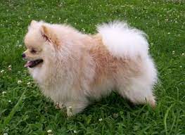 We did not find results for: Pin By Kim K On Dogs Losing A Dog Dogs Pomeranian