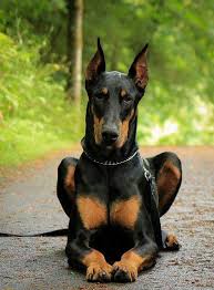Beautiful Doberman Dogs Doberman Pinscher Beautiful Dogs