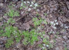 Image result for Afroligusticum