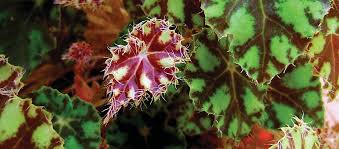 Image result for Begonia iucunda
