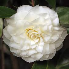 Camellia Japonica Alba Plena Camellia Flowers Plants