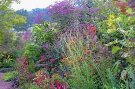 Image result for Vernonia myriantha