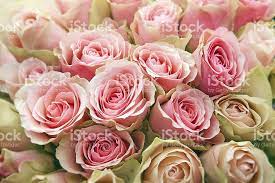 Pink Roses Royalty Free Stock Photo Rose Flower Pictures Rose Flower Flowers