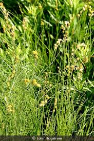 Image result for Secamone brevipes