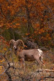 Bighorn Sheep Zion National Park Utah North American Wildlife Animals Wild Pet Birds