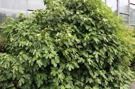 Wenn sie einen feigenbaum im garten pflanzen möchten, sollten sie sich für eine selbstbefruchtende sorte entscheiden. Feigenbaum Echte Feige Ficus Carica Pflanzen Pflege Gartenlexikon De
