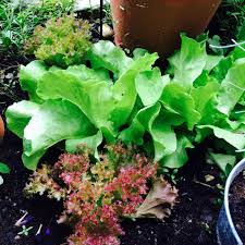 Balkony Salad