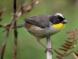 Image result for Agelanthus sp. aff. A. brunneus