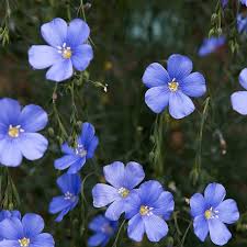 Image result for Linum