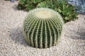 En ese caso has llegado al lugar adecuado. Cuidar Un Cactus Cultivo Y Requisitos Plantas