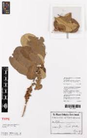 Image result for Manilkara obovata