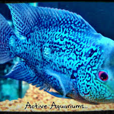 Active Aquariums 211 Canley Vale Road Canley Heights Nsw 2166 Ph 02 9723 0210 Fish Pet Pets Animals