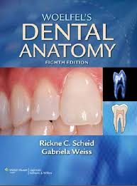 Woelfel S Dental Anatomy 8th Edition Pdf Free Pdf Epub Medical Books Dental Anatomy Dentistry Dental