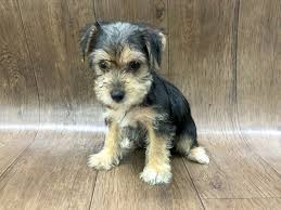 In ohio, lancaster is ranked 134th of 1454 cities in animal shelters per capita, and 118th of 1454 cities find lancaster, ohio animal shelters, puppy dog and cat shelters, pet adoption centers, dog. Morkie Dog Female Blk Tan 2391043 Petland Lancaster Ohio