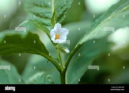 Image result for Solanum macrocarpon