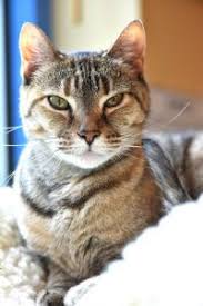 Unfortunately, giving cats spicy foods can potentially make them seriously ill. Musical Cats Verse 5 No High Fructose Corn Syrup Tabby S Place