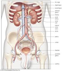 Pin By Ansupa Degree College On Kidney Human Body Anatomy Human Body Bones Anatomy Organs