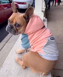 Vetement Pour Bouledogue Francais Suivez Nous Sur Notre Page Facebook Cute French Bulldog Cute Puppy Pictures Akc Dog Breeds