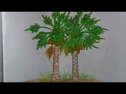20 Latest Papaya Tree Drawing Images Invisible Blogger Shop our new kids collection! 20 latest papaya tree drawing images