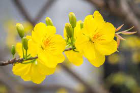 We did not find results for: Vietnamese Tet The Top Lucky Plants And Flowers Here By Design