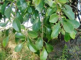 Image result for Scolopia