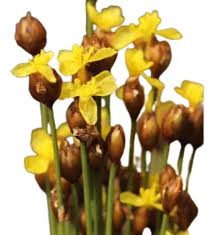 Image result for Xyris schliebenii