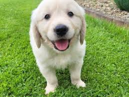 Golden Retriever dogs for sale in Ireland