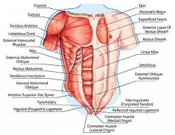 Create Muscular Balance With Unilateral Training Muscle Diagram Chest Muscles Muscular System