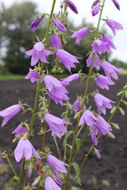 However, the plant is droopier and lower in stature than purple dead nettle. Woman Launches Harvest Of The Beast Contest To Fight Alberta S Evil Weed Cbc News